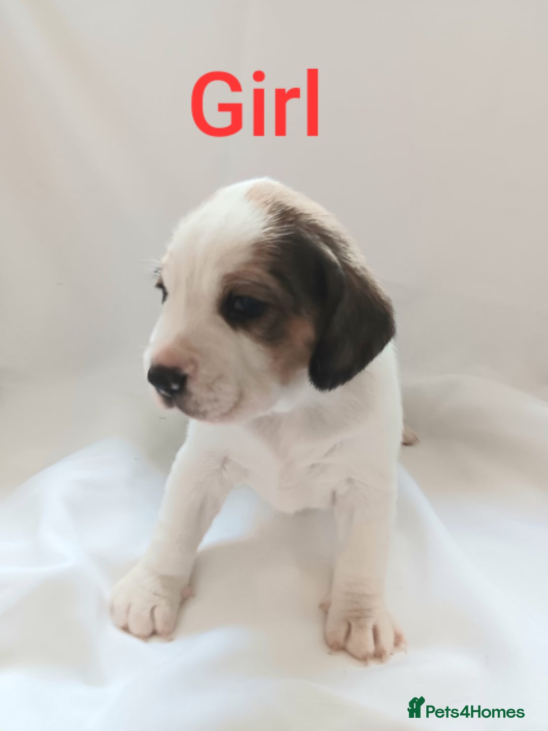 Beagle dogs for sale: Beautiful puppies Available - Image 2