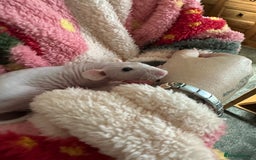 Rat rodents for sale: Pair of Dumbo Rex hairless male Rats - Image 9