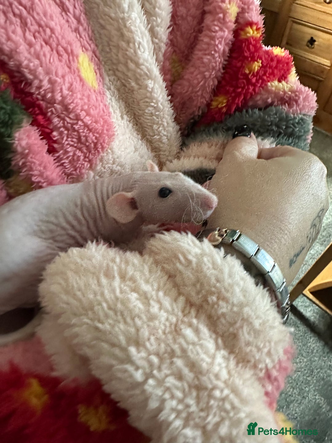 Rat rodents for sale: Pair of Dumbo Rex hairless male Rats - Image 9