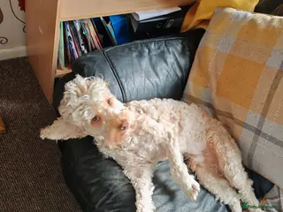 Cockapoo dogs Cockapoo for sale - Advert 13