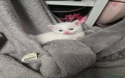 Domestic Shorthair cats for sale: 4 beautiful kittens - Image 2