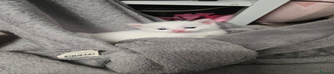 Domestic Shorthair Kitten 2