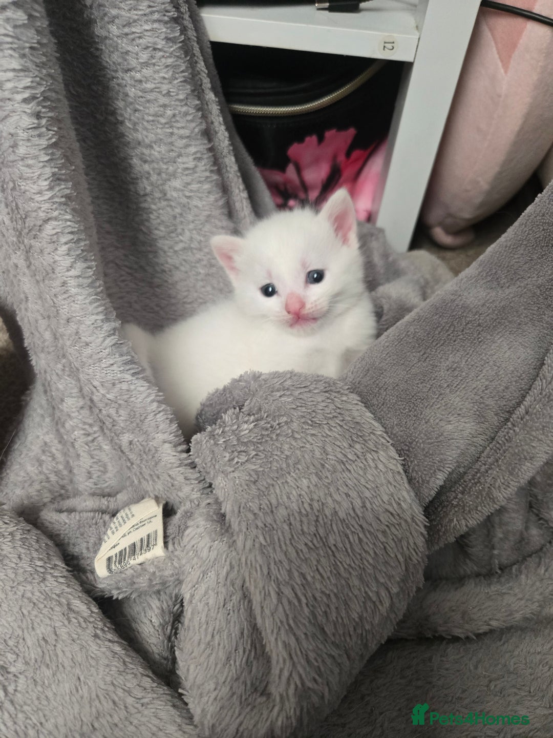 Domestic Shorthair cats for sale: 4 beautiful kittens - Image 2