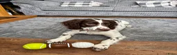 Sprocker dogs for sale: 20 week old sprocker spaniel for sale in Leicester - Advert 1