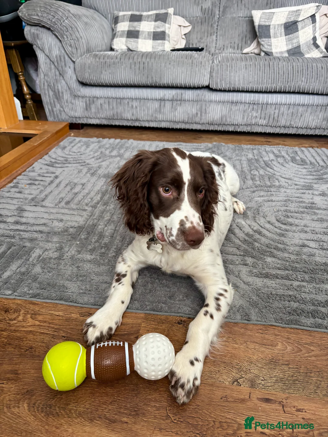 Sprocker dogs for sale: 20 week old sprocker spaniel for sale in Leicester - Advert 1