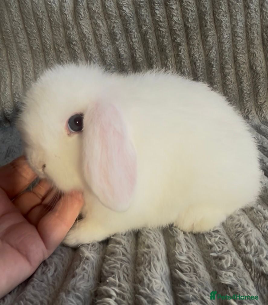 Mini Lop rabbits Beautiful mini lop baby rabbits  - Advert 7
