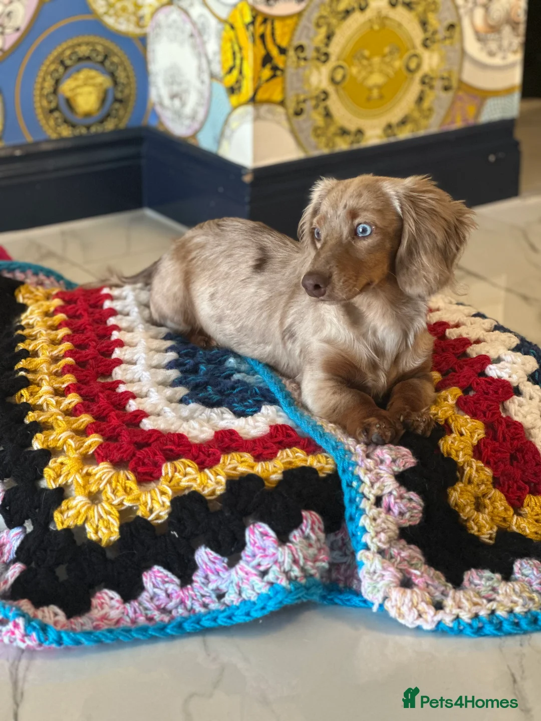 Miniature Dachshund dogs for stud: Chocolate Dapple mini dachshund stud  - Advert 11