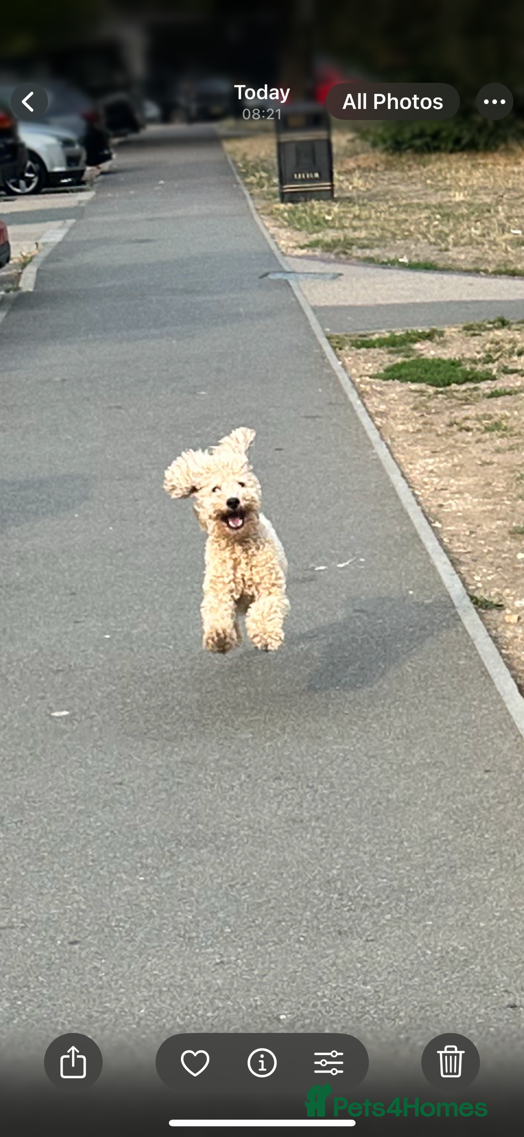 Miniature Poodle dogs for stud: Beautiful miniature poodle  - Advert 5