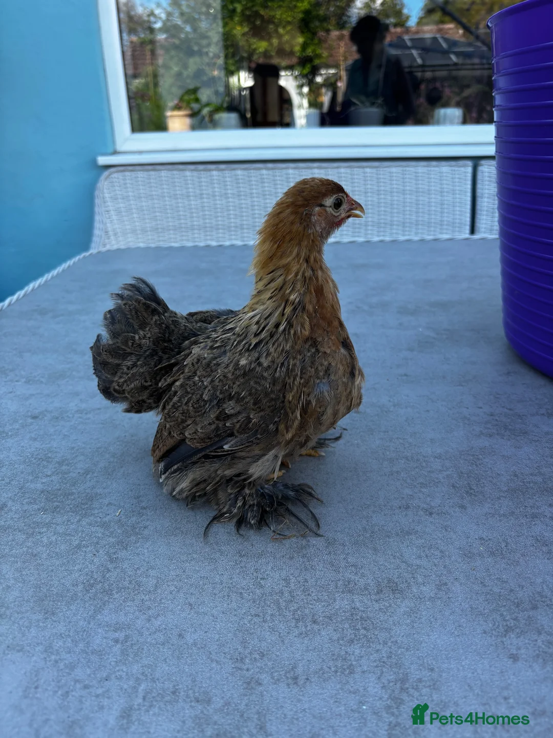 Chickens poultry for sale: Variety of Pekin bantams, individually priced  - Advert 2