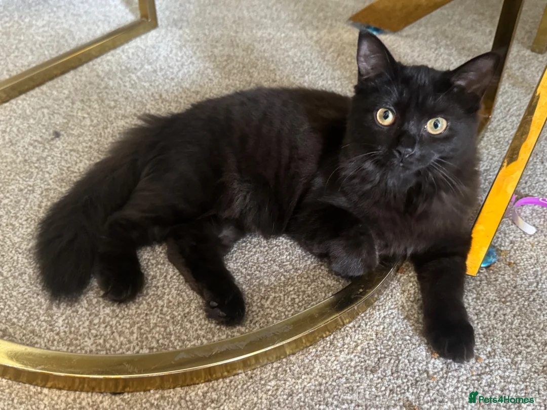 Mixed Breed cats for sale: Half ragdoll in Leicester - Advert 8