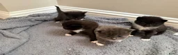 British Shorthair cats for sale: A litter of four beautiful kittens.  - Advert 3