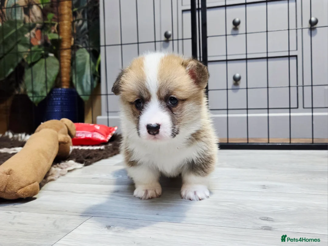 Welsh Corgi Pembroke dogs for sale: Stunning KC Registered Girl Dove Available.  - Advert 12