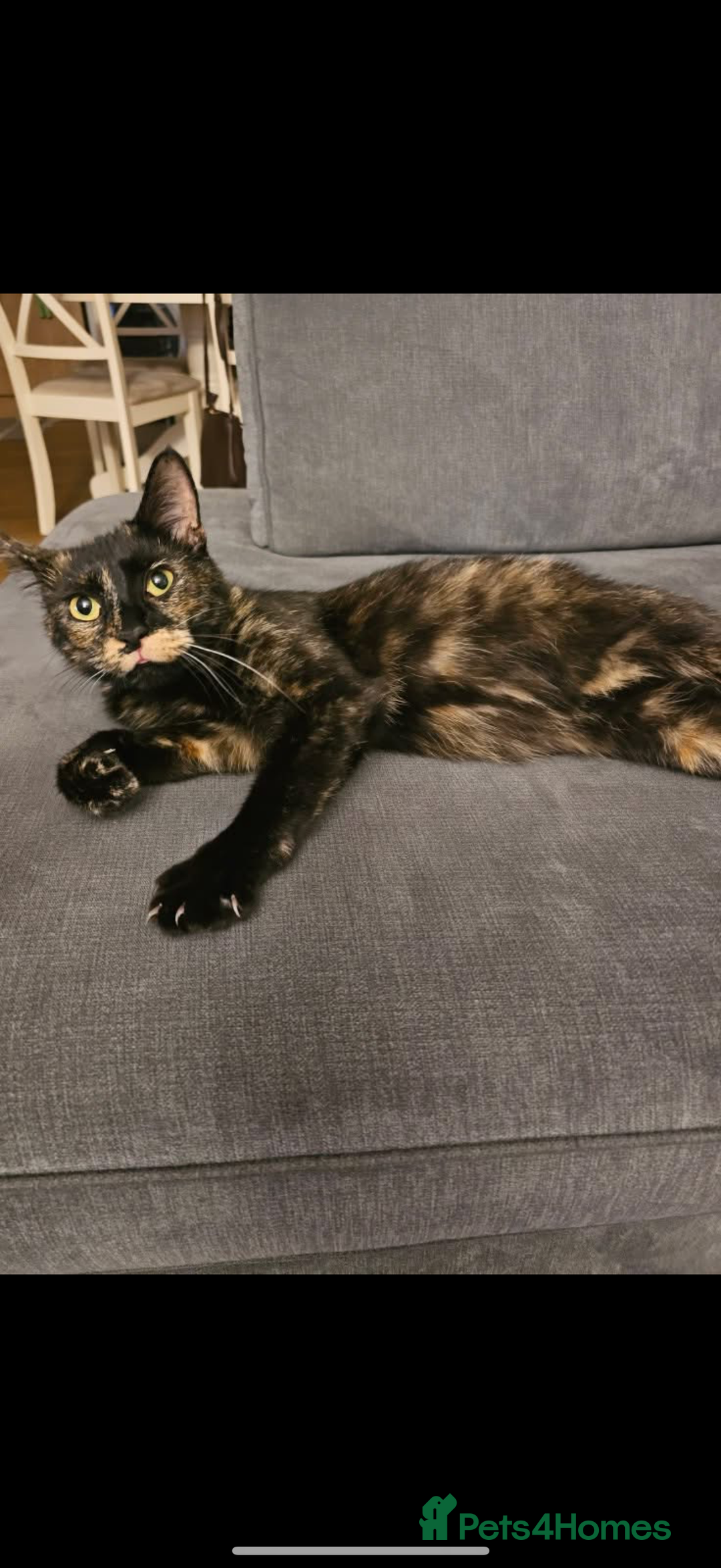 Mixed Breed cats for sale: Two kittens - Image 4