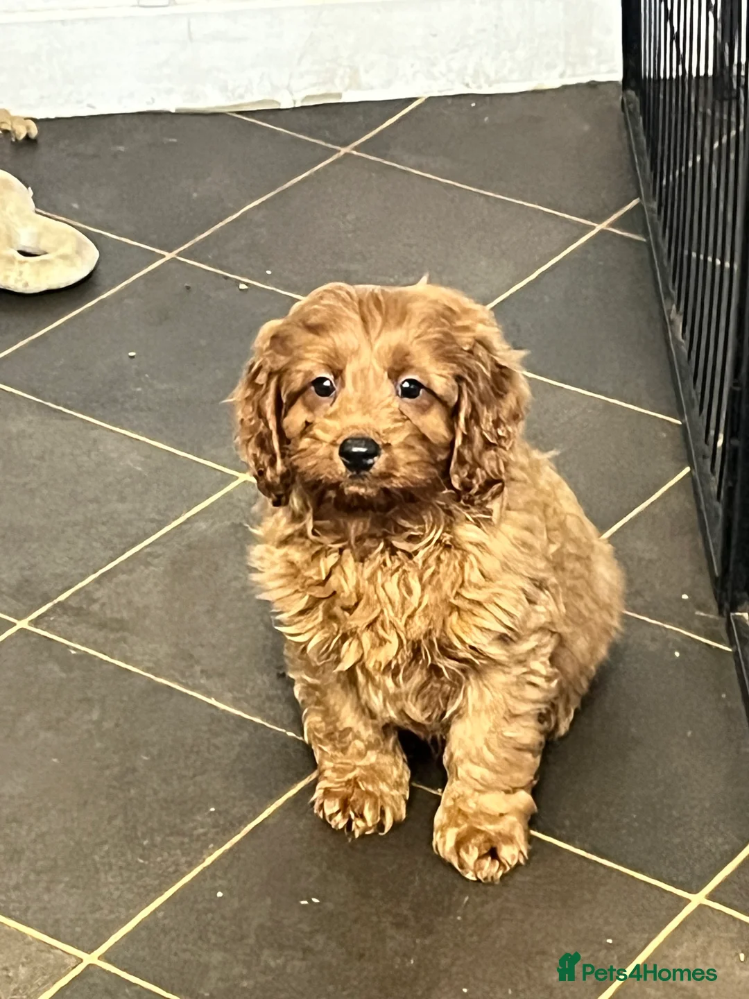 Cavapoo dogs for sale: stunningly stunning cavapoo health tested litter - Advert 3