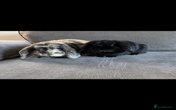 Mini Lop rabbits for sale: Rabbit 2 Boys Both Neutered Hut Included 14Months  - Image 4