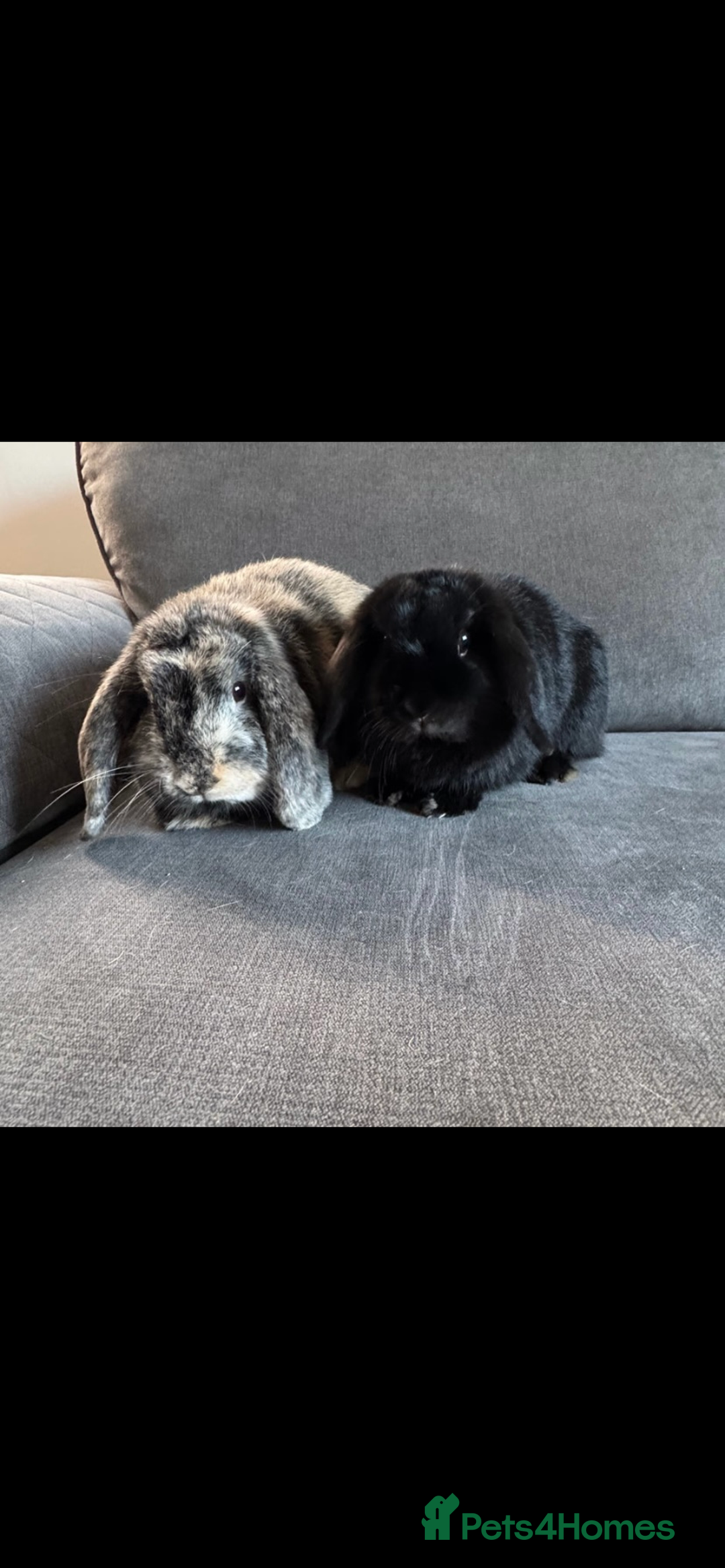 Mini Lop rabbits for sale: Rabbit 2 Boys Both Neutered Hut Included 14Months  - Image 4
