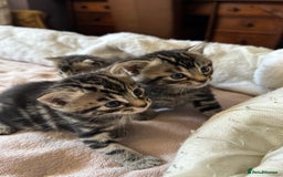 European cats for sale: Tortoiseshell Kittens - November  - Image 9