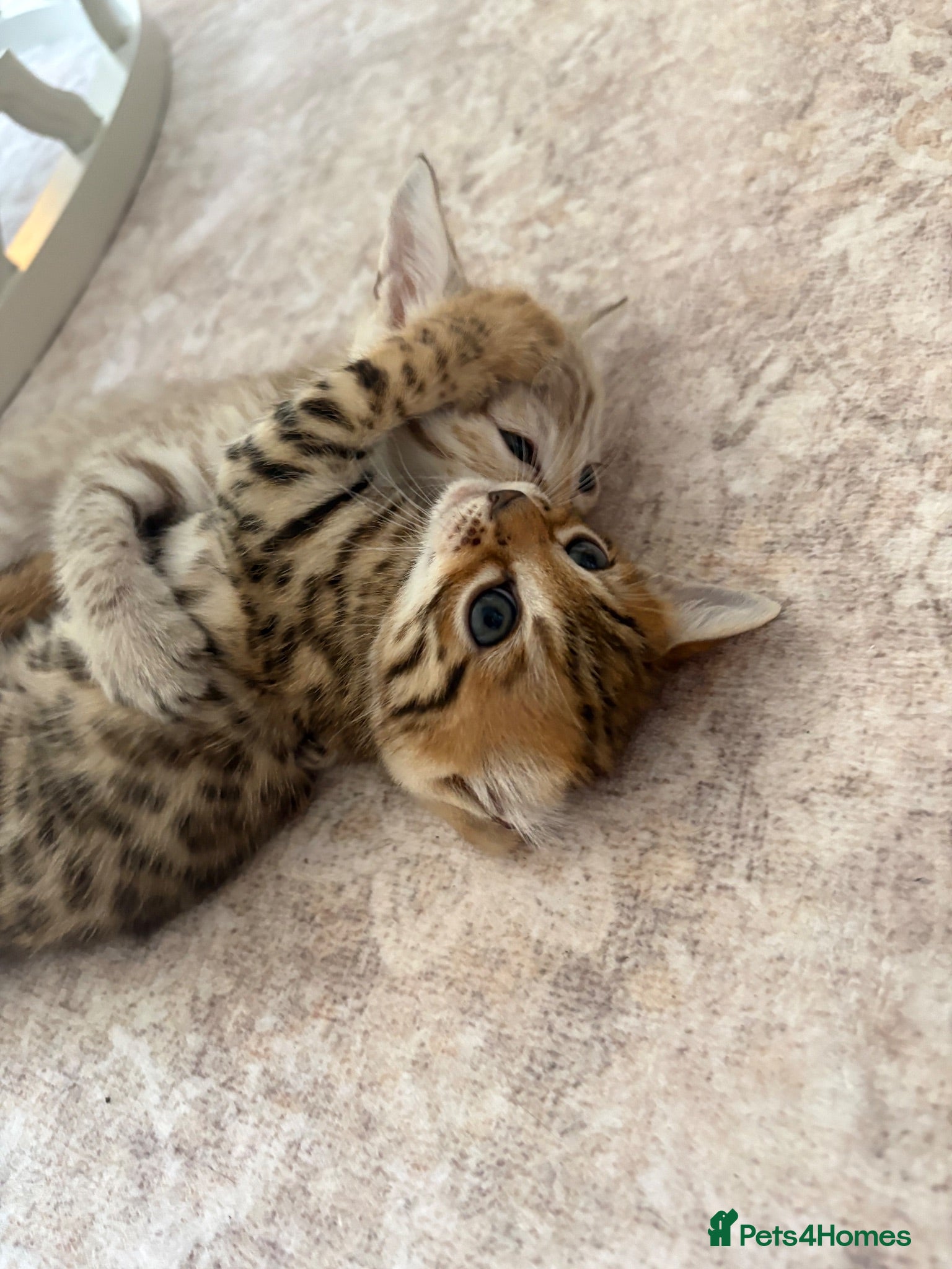 Bengal cats Gorgeous Bengal kittens - Advert 10