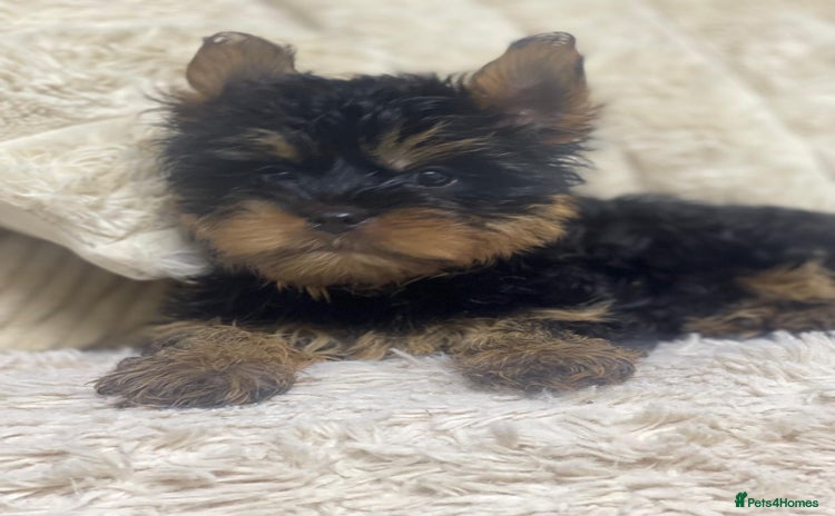 Yorkshire Terrier dogs in Sheffield - Advert 3