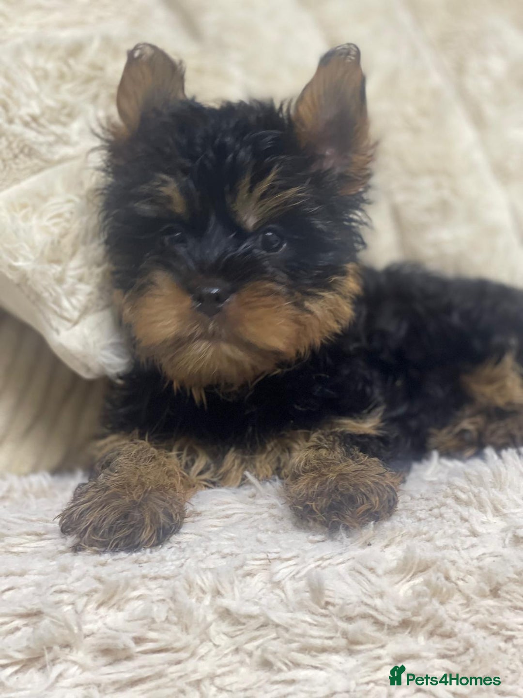 Yorkshire Terrier dogs for sale: FLUFFY BOY🐶READY! in Sheffield - Image 1