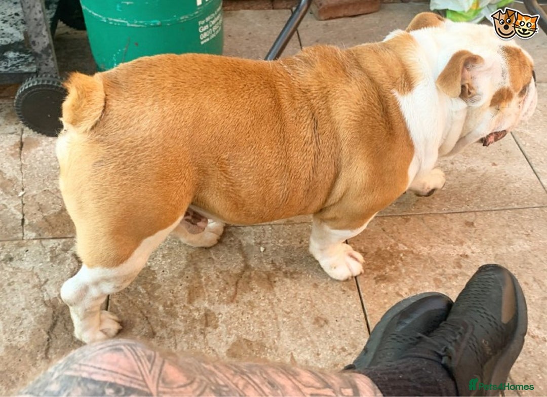English Bulldog dogs for stud: QUALITY RED AND WHITE BULLDOG STUD DISCOUNT CHIPS in Sunderland - Image 13