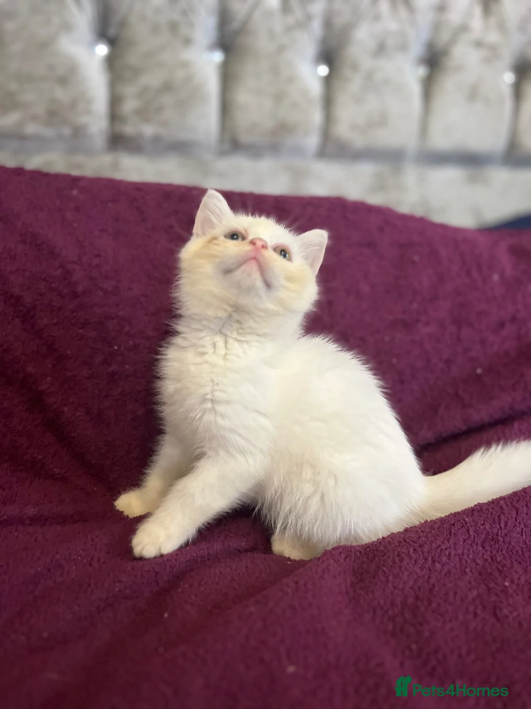 British Shorthair cats for sale: Gccf British Shorthair kittens  - Advert 2