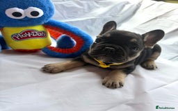French Bulldog dogs for sale: French bulldog puppies - Image 2