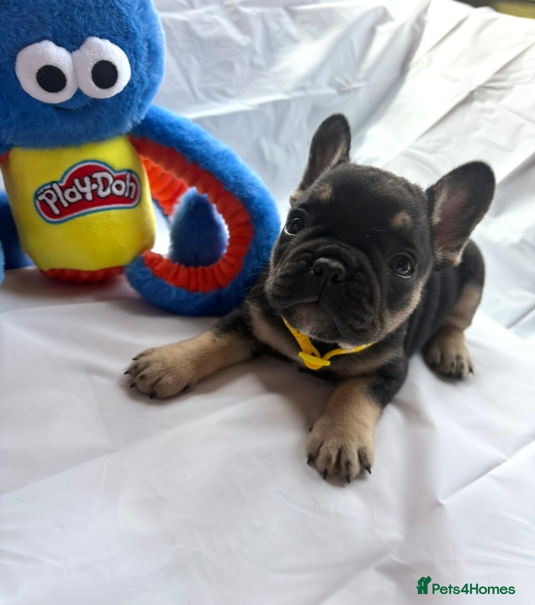 French Bulldog dogs for sale: French bulldog puppies - Image 2
