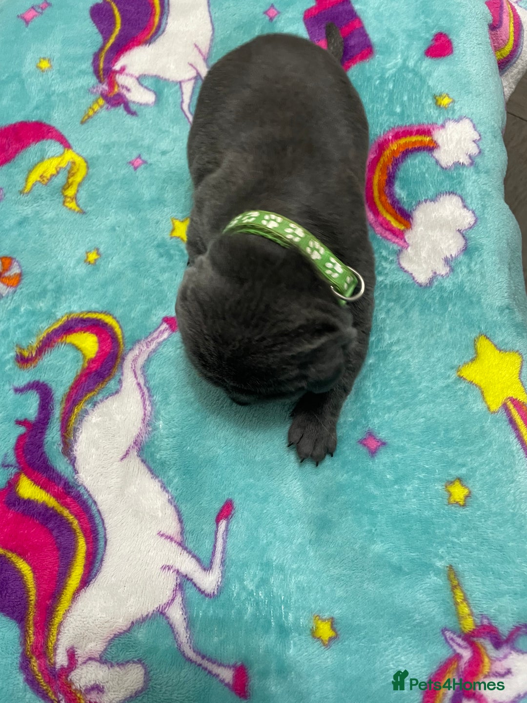 Cane Corso dogs for sale: CANE CORSO TOP QUALITY STRAJANO BLOODLINE FERMINTO - Advert 27