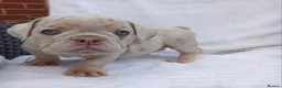 English Bulldog dogs for sale: Litter of Exotic English Bulldogs - Advert 15