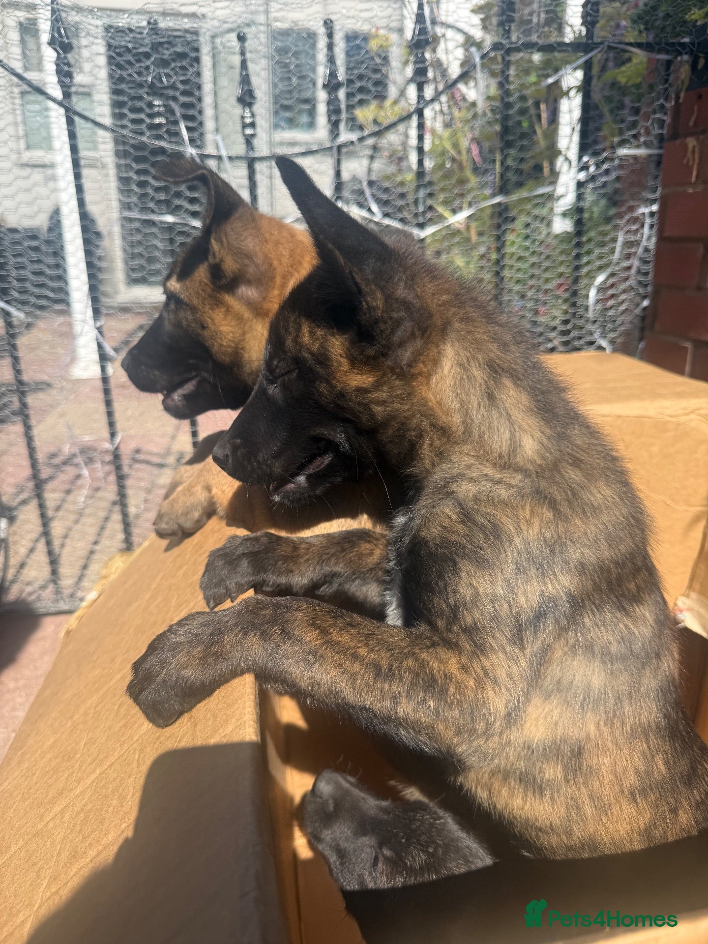 Belgian Shepherd Dog dogs Beautiful Dutch Herder pups for Sale !!! - Advert 1