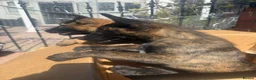 Belgian Shepherd Dog dogs for sale: Beautiful Dutch Herder pups for Sale !!! - Advert 1