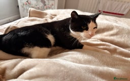 Mixed Breed cats for sale: Cat for sale aged 2.5 years old - Image 3