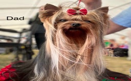 Yorkshire Terrier dogs for sale: Absolutely adorable mini yorkie puppies  - Image 17