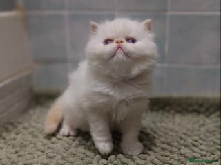 Persian cats Incredible exotic Persian kittens - Advert 12