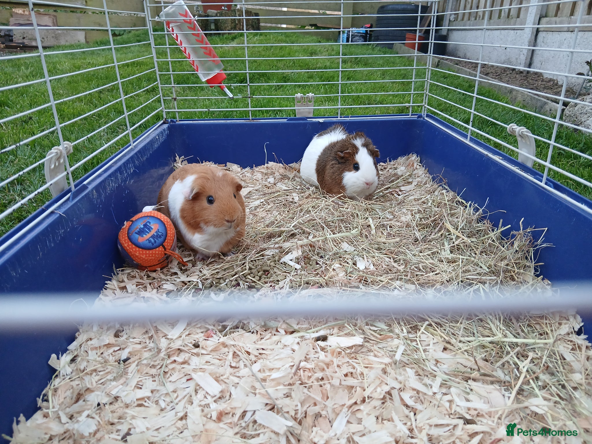 Guinea Pig rodents Two guinea pig  - Advert 1