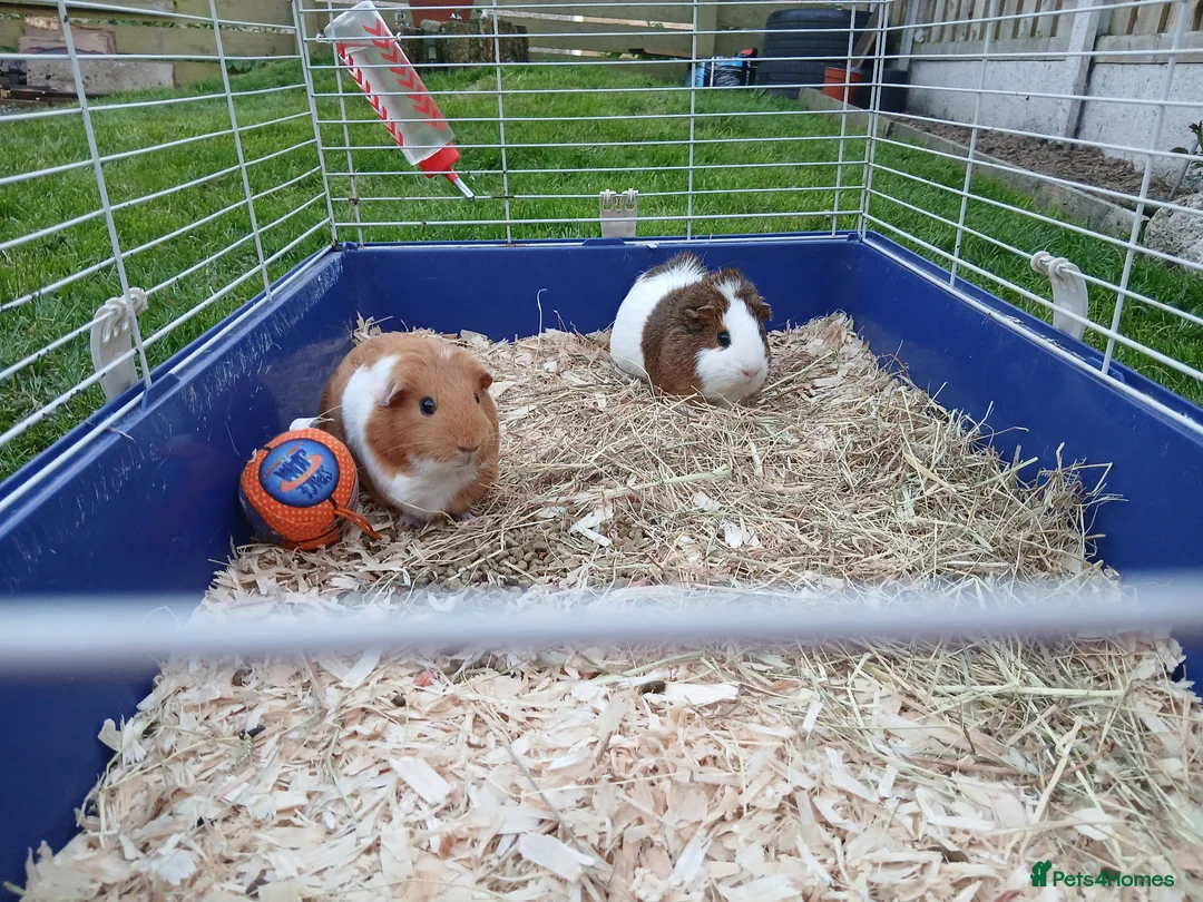 Guinea Pig rodents for sale: Two guinea pig  in Carlisle - Advert 1
