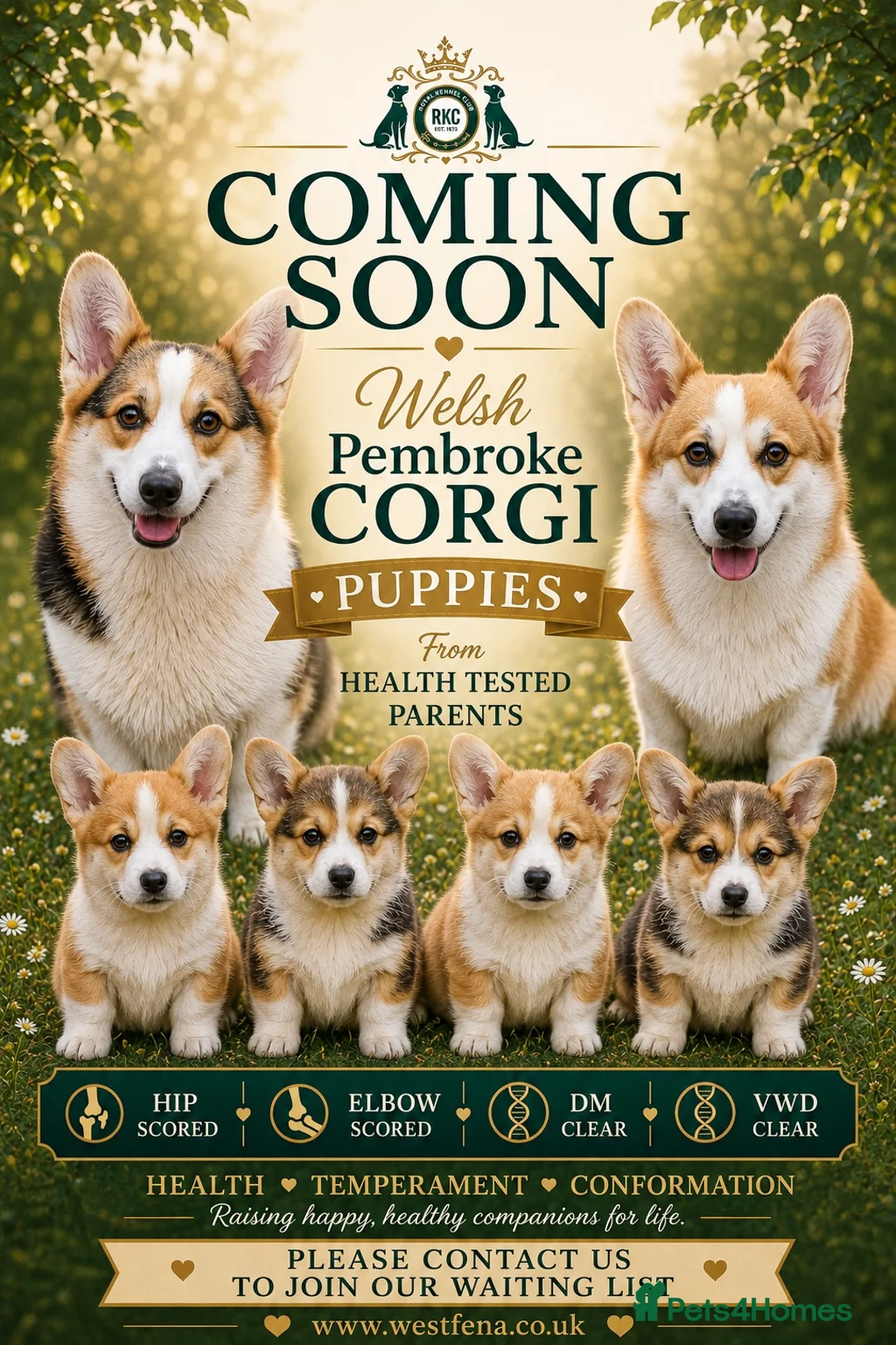 Welsh Corgi Pembroke dogs for sale: Waiting list HEALTH TESTED parent's 🐾 - Advert 1