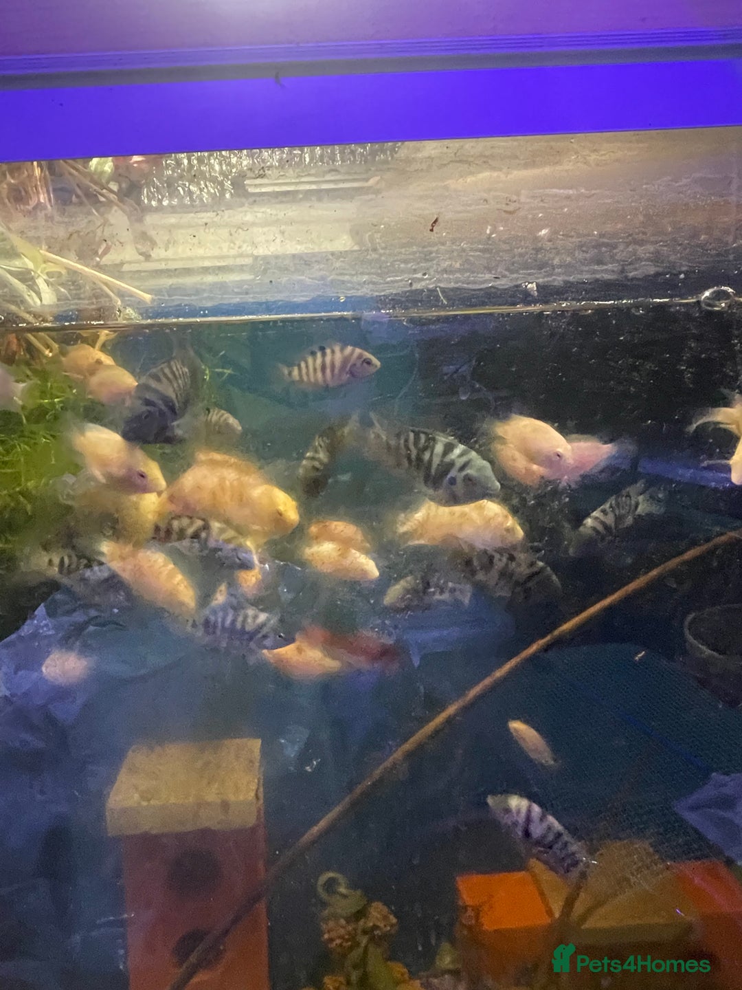 Live Bearers fish for sale: Guppies / cichlid / shrimps/ snails  - Advert 9