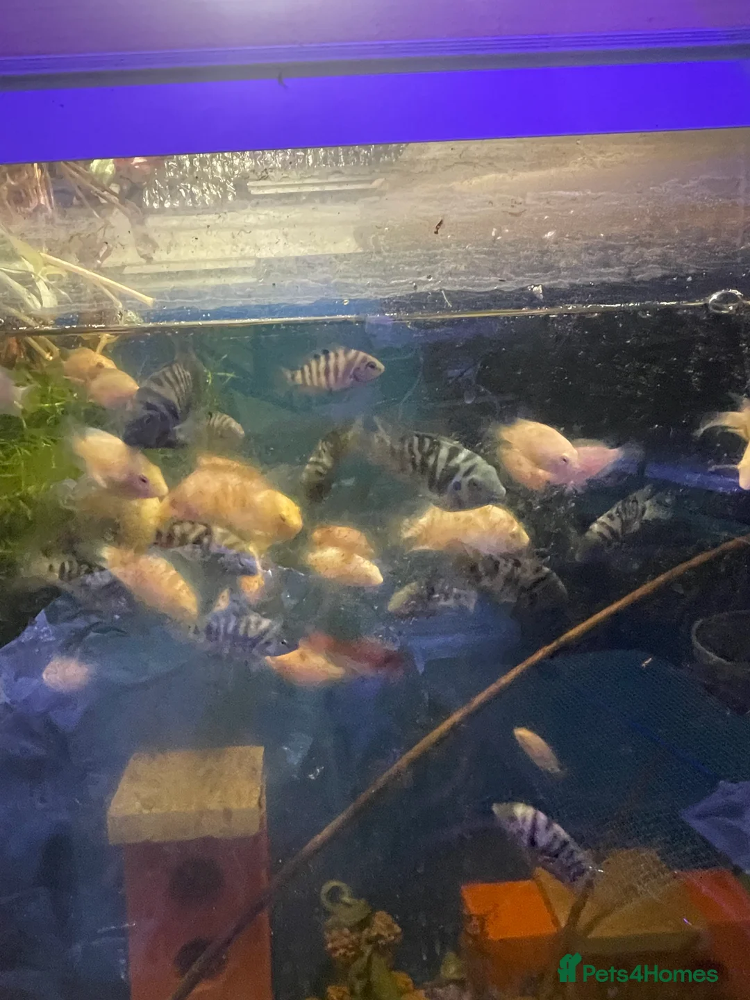 Live Bearers fish for sale: Guppies / cichlid / shrimps/ snails  - Advert 9