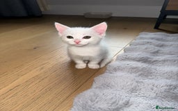 European cats for sale: 8-Week-Old Kitten Looking for a New Home 🐾 - Image 2