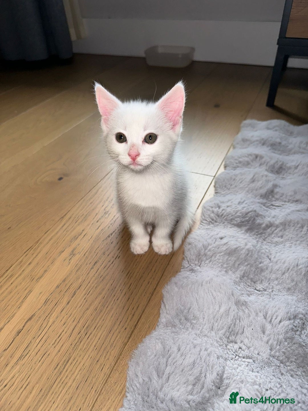 European cats for sale: 8-Week-Old Kitten Looking for a New Home 🐾 - Image 2