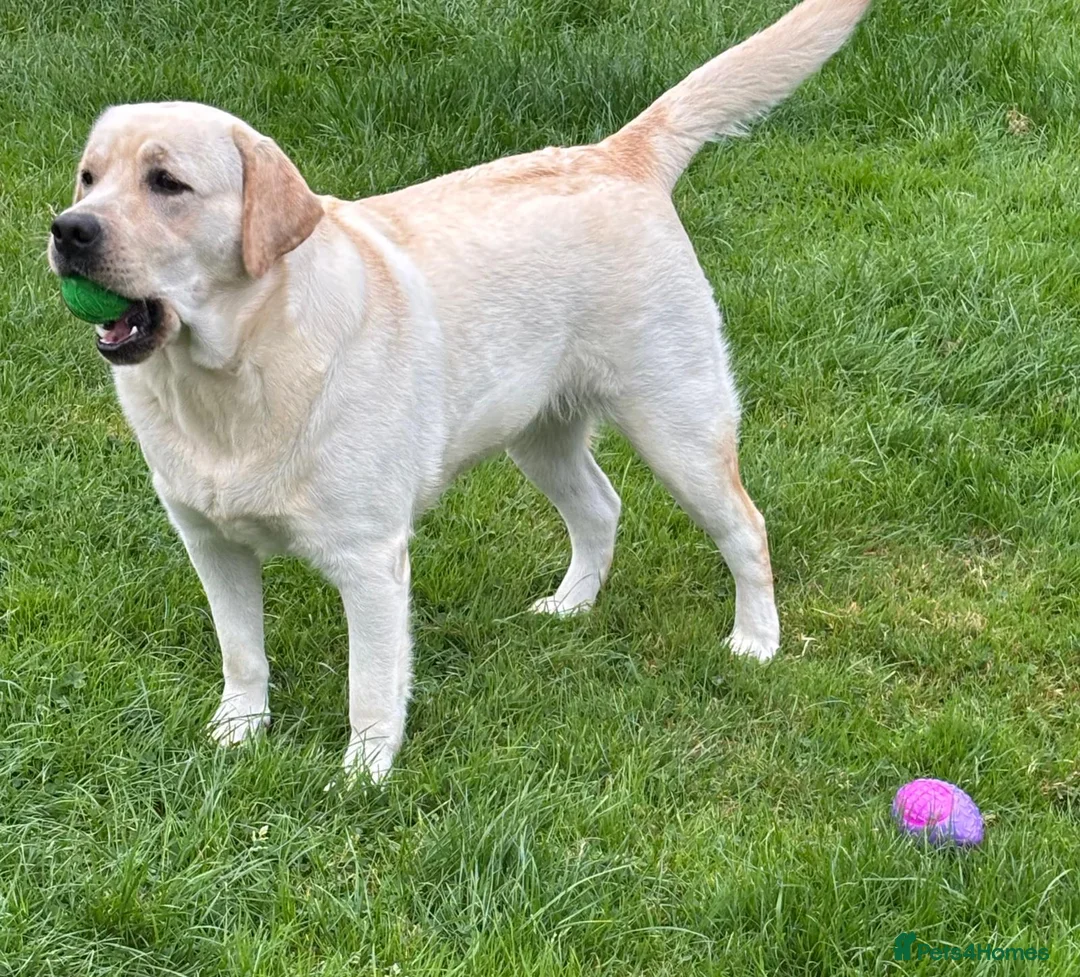 Labrador Retriever dogs for sale: Chunky yellow puppies  - Advert 6