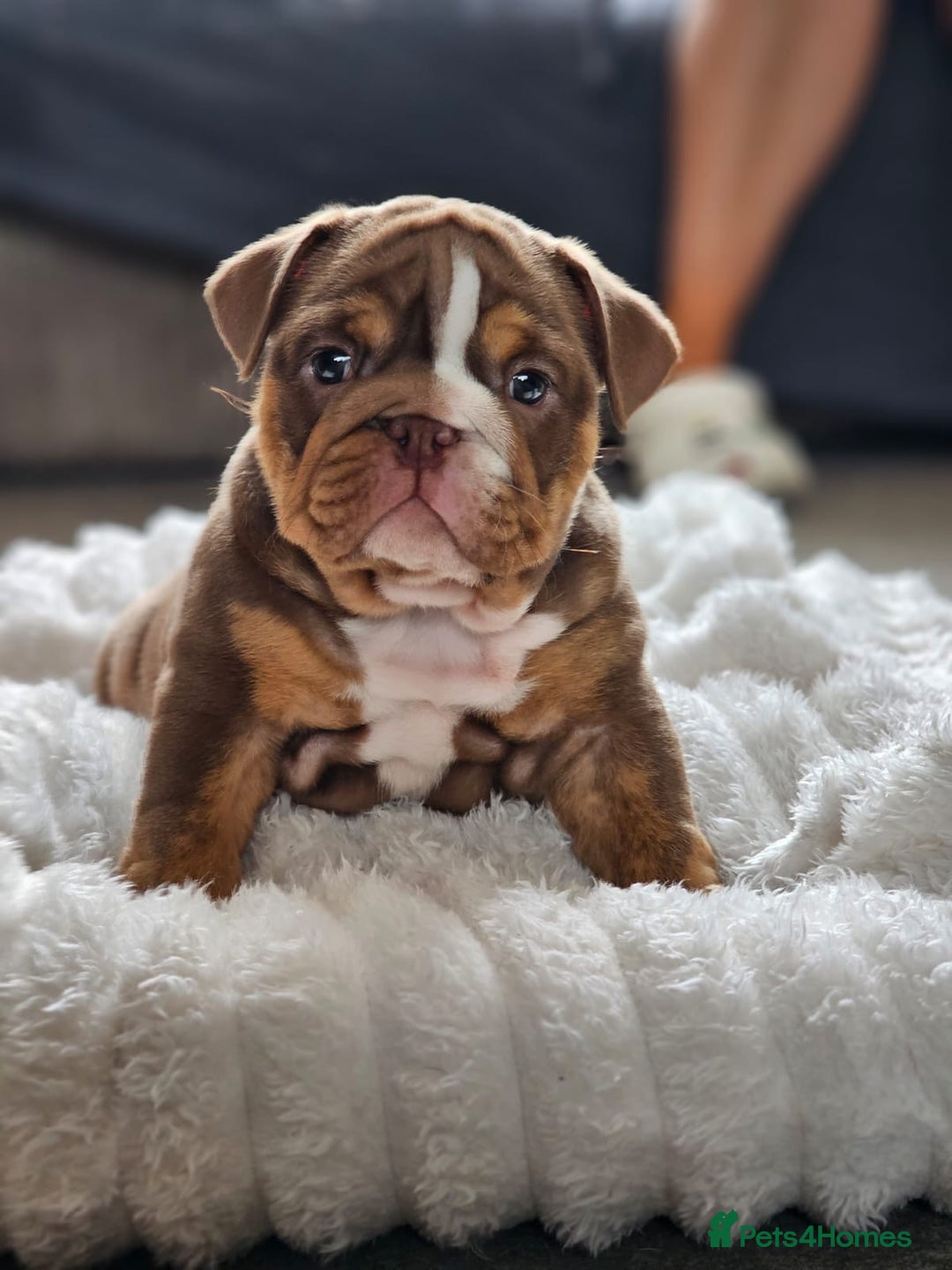 English Bulldog dogs for sale: Stunning KC Registered English Bulldog Bitch  - Image 3