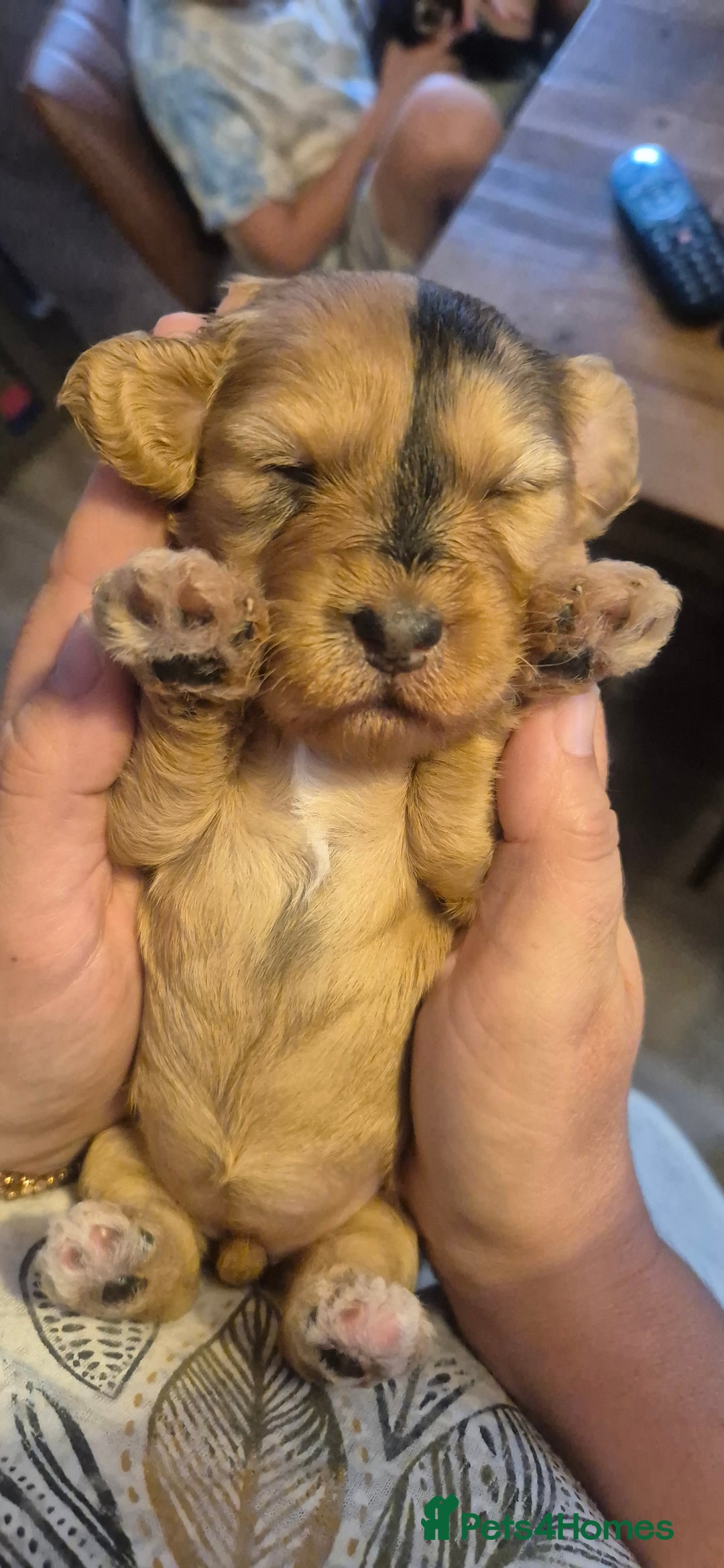 Cockapoo dogs for sale: 8 Beautiful Cockapoo pups,Merle, chocolate, black - Image 9