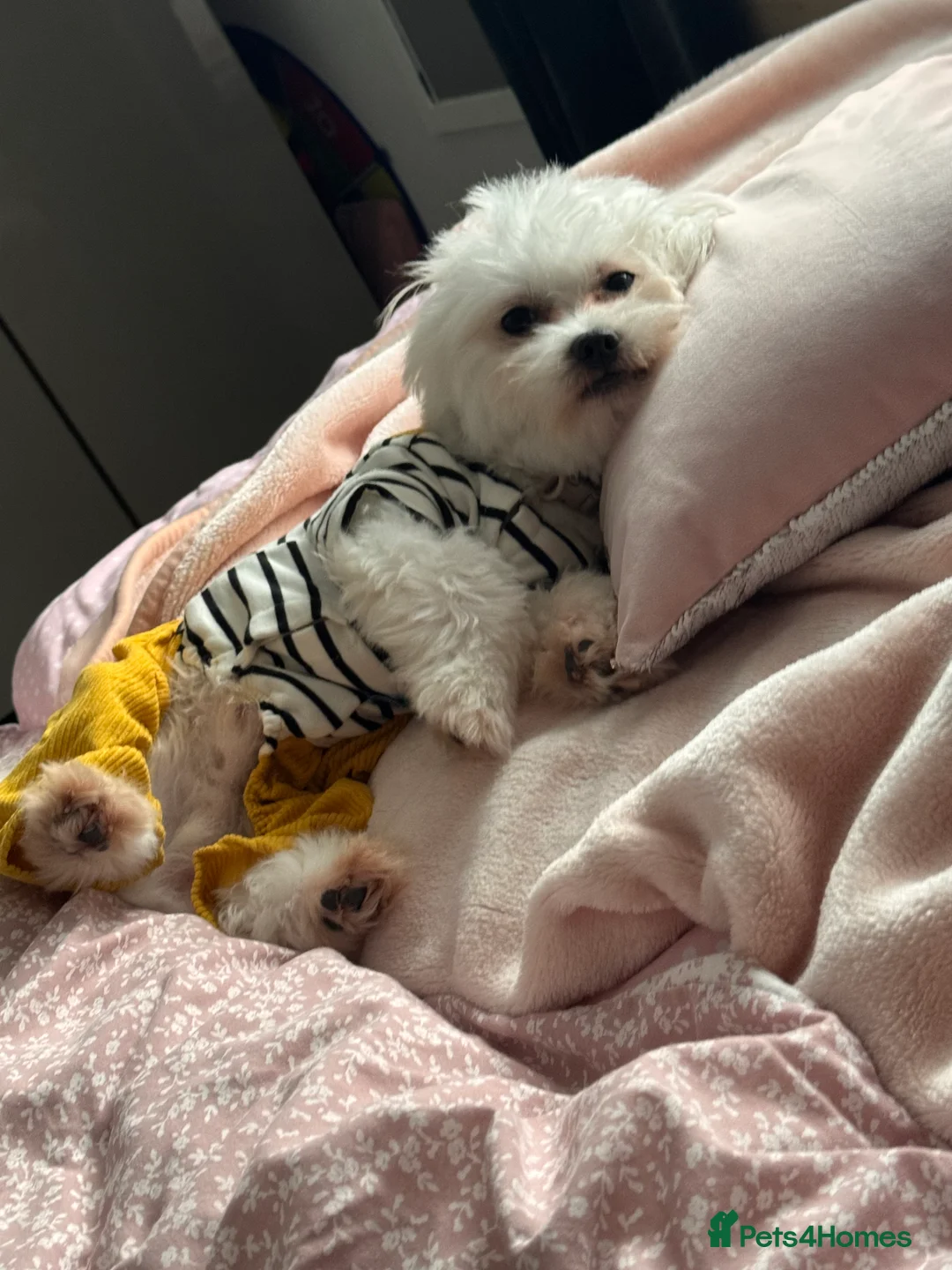 Maltese dogs for stud: Available for stud - Advert 2