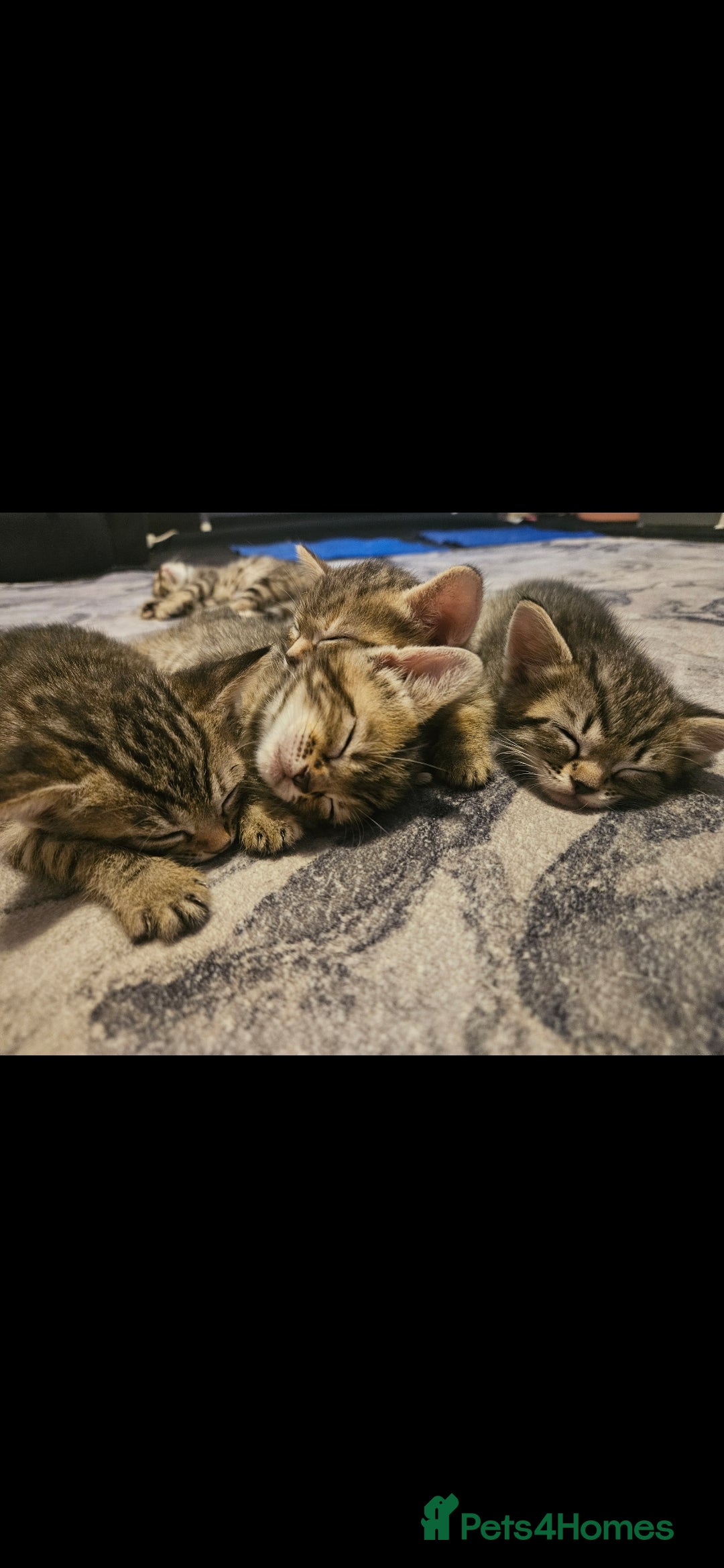 Mixed Breed cats for sale: Bengal cross kittens. 4 left!!! - Image 28