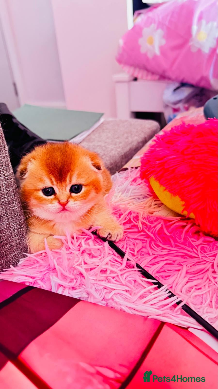 Scottish Fold cats Cute 🥰 Scottish fold TICA register  - Advert 14