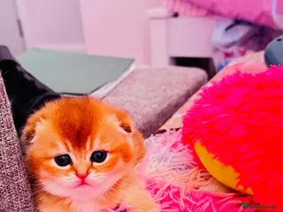 Scottish Fold cats Cute 🥰 Scottish fold TICA register - Advert 14
