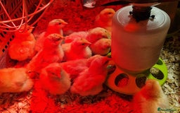 Chickens poultry for sale: Buff Orpington Chicks - Advert 2
